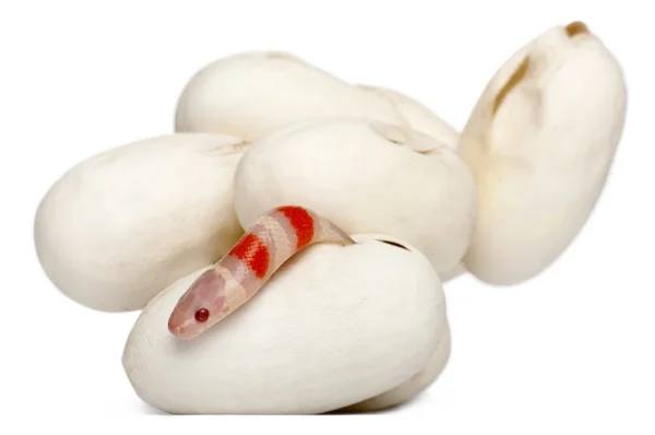 Hypomelanistic γάλα φίδι ή milksnake, lampropeltis hondurensis Νότιον, 1 λεπτά παλιό, μπροστά από το λευκό φόντο — Φωτογραφία Αρχείου