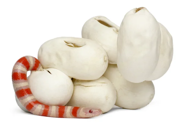 Serpente da latte ipomelanico o serpente da latte, lampropeltis triangulum hondurensis, 13 minuti, davanti allo sfondo bianco — Foto Stock