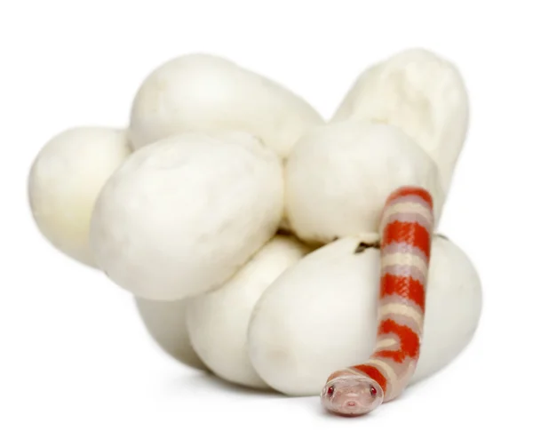 Serpiente lechera hipomelanista o serpiente lechera, lampropeltis triangulum hondurensis, de 14 minutos de edad, delante de fondo blanco — Foto de Stock