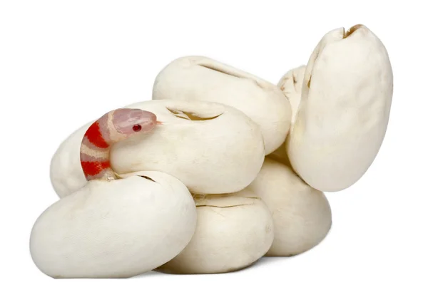Hypomelanistic γάλα φίδι ή milksnake, lampropeltis hondurensis Νότιον, 16 λεπτά παλιό, μπροστά από το λευκό φόντο — Φωτογραφία Αρχείου