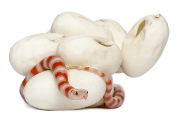 Hypomelanistic tej kígyó vagy milksnake, lampropeltis triangulum hondurensis, régi, fehér háttér előtt 18 perc — Stock Fotó
