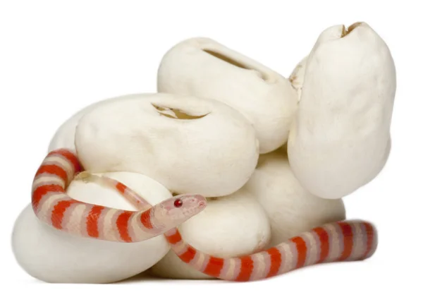Hypomelanistic milk snake or milksnake, lampropeltis triangulum hondurensis, 18 minutes old, in front of white background — Stock Photo, Image