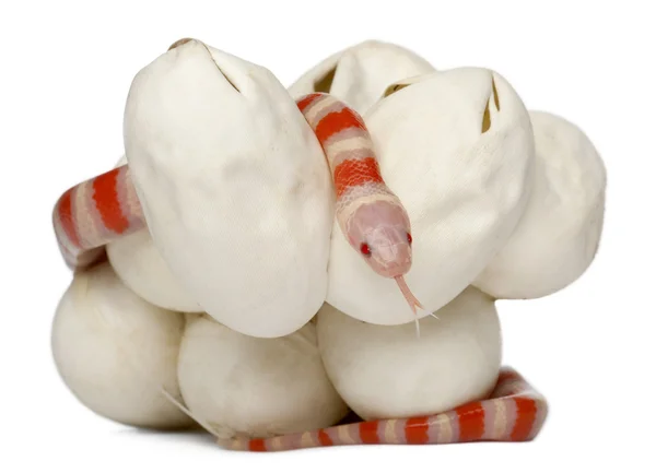 Serpente da latte ipomelanico o serpente da latte, lampropeltis triangulum hondurensis, 18 minuti, davanti allo sfondo bianco — Foto Stock