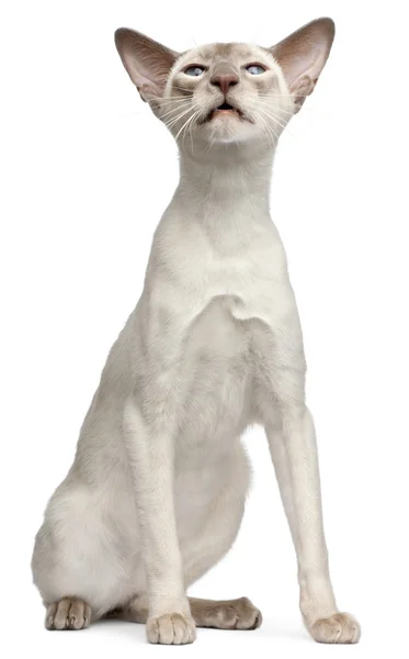 Бузок точки Сіамська кішка, 10 місяців, сидячи перед білим тлом — стокове фото