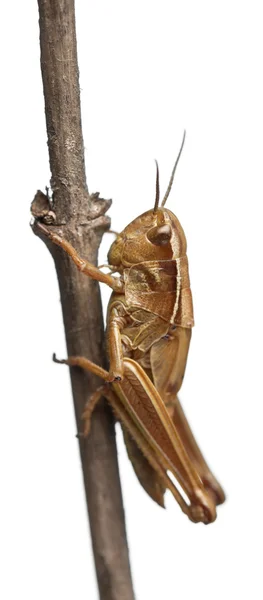 Grasshopper no ramo na frente do fundo branco — Fotografia de Stock