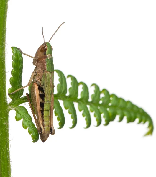 Woodland Grasshopper, Omocestus rufipes, em samambaia na frente de fundo branco — Fotografia de Stock