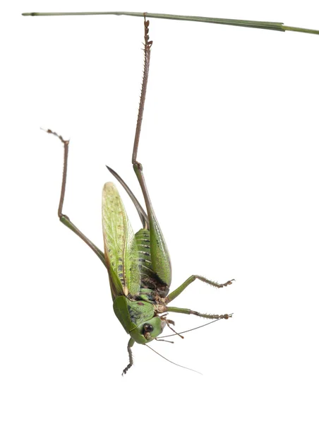 Kadın siğil biter, bush-kriket, beyaz arka plan önünde decticus verrucivorus — Stok fotoğraf