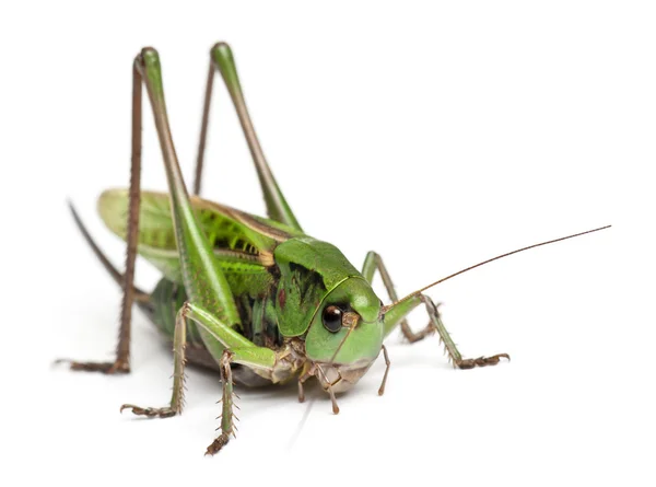 Female wart-biter, a bush-cricket, Decticus verrucivorus, in front of white background — Stock Photo, Image