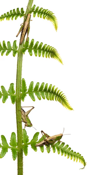 Woodland Grasshoppers, Omocestus rufipes, em samambaia na frente de fundo branco — Fotografia de Stock