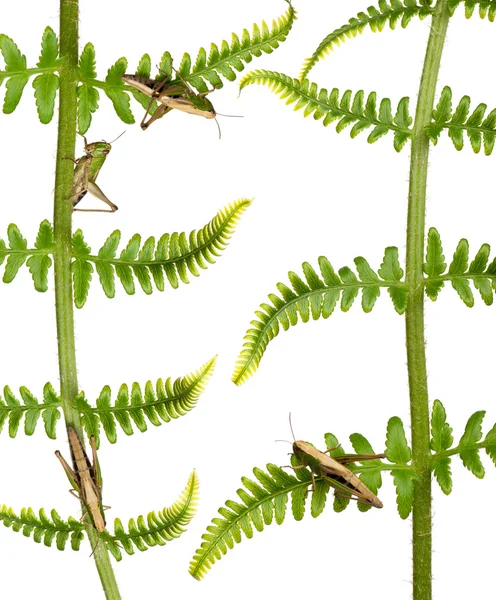Woodland Grasshoppers, Omocestus rufipes, sobre helecho en frente de fondo blanco —  Fotos de Stock