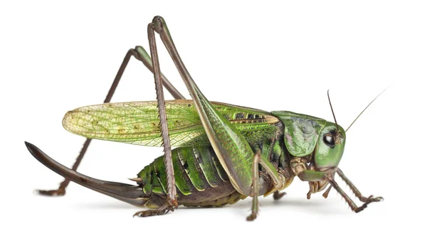 Kvinnliga vårtbitare, bush-cricket, decticus verrucivorus, framför vit bakgrund — Stockfoto