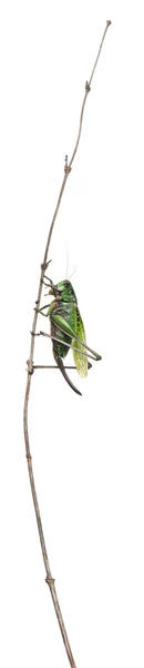Női Szemölcsevő szöcske, bush-cricket, Decticus verrucivorus, fehér háttér előtt — Stock Fotó
