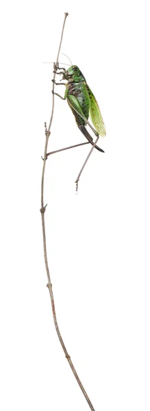 Mujer mordedor de verrugas, un grillo arbusto, Decticus verrucivorus, delante de fondo blanco —  Fotos de Stock