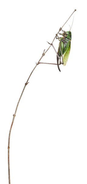 Mujer mordedor de verrugas, un grillo arbusto, Decticus verrucivorus, delante de fondo blanco —  Fotos de Stock