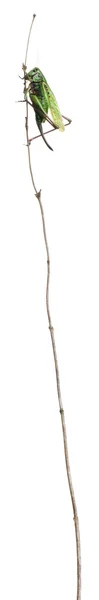 Verruca-morso femminile, un cespuglio-grillo, Decticus verrucivorus, davanti a sfondo bianco — Foto Stock