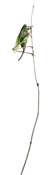 Verruca-morso femminile, un cespuglio-grillo, Decticus verrucivorus, davanti a sfondo bianco — Foto Stock