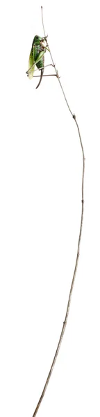 Mujer mordedor de verrugas, un grillo arbusto, Decticus verrucivorus, delante de fondo blanco — Foto de Stock