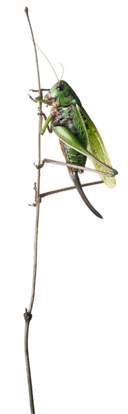 女性いぼ biter、ブッシュ クリケット、白い背景の前の decticus verrucivorus — ストック写真