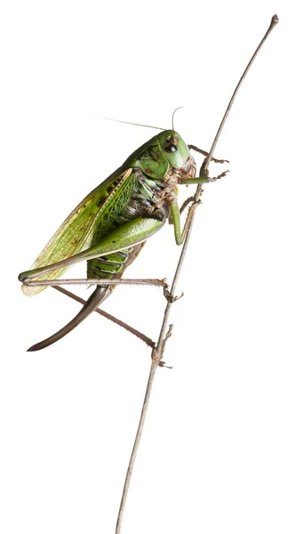 Kvinnliga vårtbitare, bush-cricket, decticus verrucivorus, framför vit bakgrund — Stockfoto