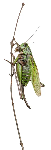 Female wart-biter, a bush-cricket, Decticus verrucivorus, in front of white background — Stock Photo, Image
