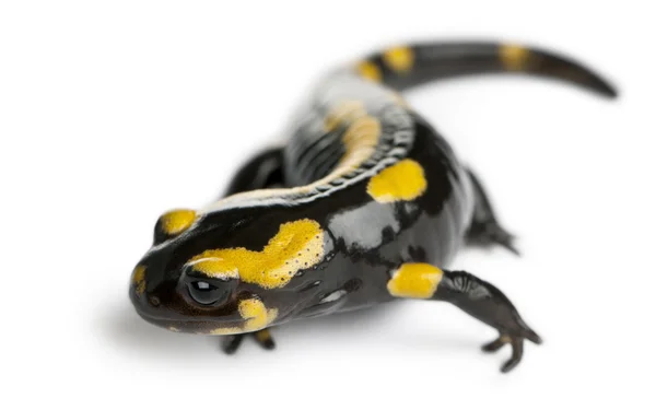 Foltos szalamandra, Salamandra salamandra, fehér háttér előtt — Stock Fotó