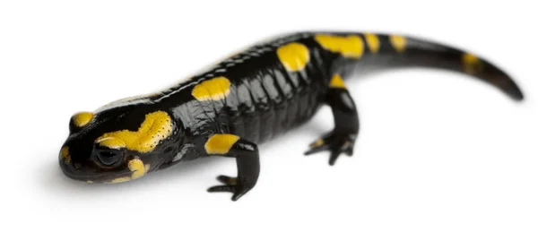 火蝾螈，salamandra salamandra，在白色背景前 — 图库照片