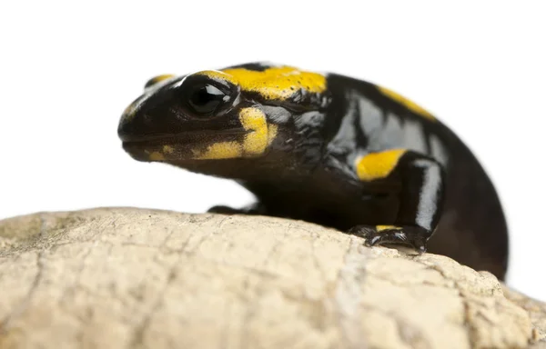 Vuursalamander op rots, salamandra salamandra, voor witte achtergrond — Stockfoto