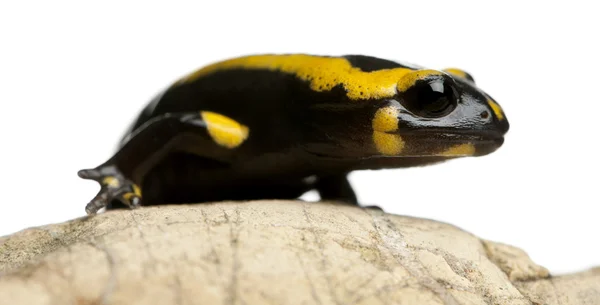Vuursalamander op rots, salamandra salamandra, voor witte achtergrond — Stockfoto