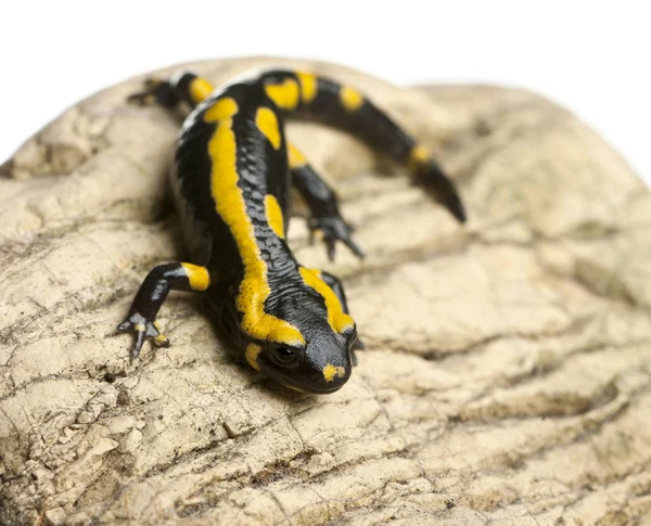 Fire salamander on rock, Salamandra salamandra, in front of white background — Stock Photo, Image