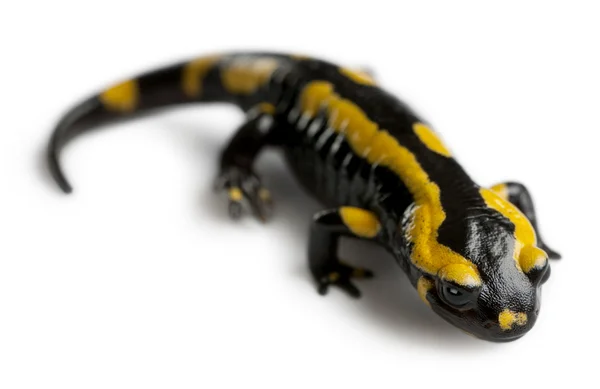 Foltos szalamandra, Salamandra salamandra, fehér háttér előtt — Stock Fotó