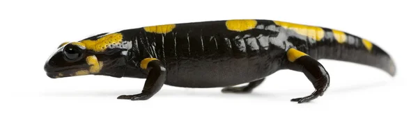 Mlok skvrnitý, salamandra salamandra, před bílým pozadím — Stock fotografie