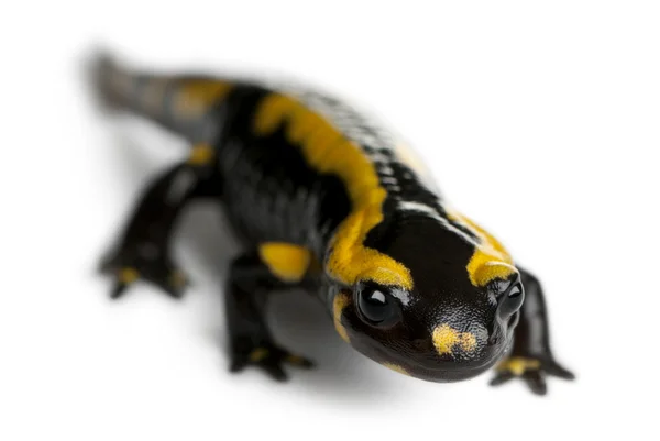 Eldsalamander, salamandra salamandra, framför vit bakgrund — Stockfoto