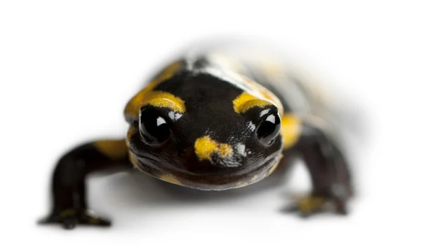 Salamandra, Salamandra salamandra, em frente ao fundo branco — Fotografia de Stock