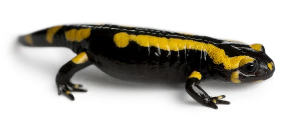Salamandra plamista, salamandra salamandra, przed białym tle — Zdjęcie stockowe
