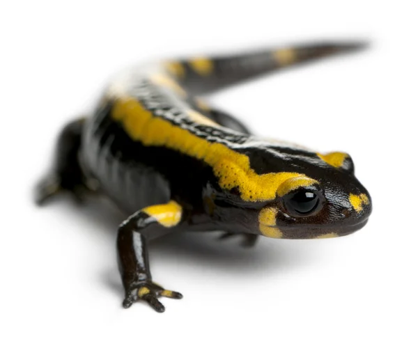 Feuersalamander, Salamandra salamandra, vor weißem Hintergrund — Stockfoto