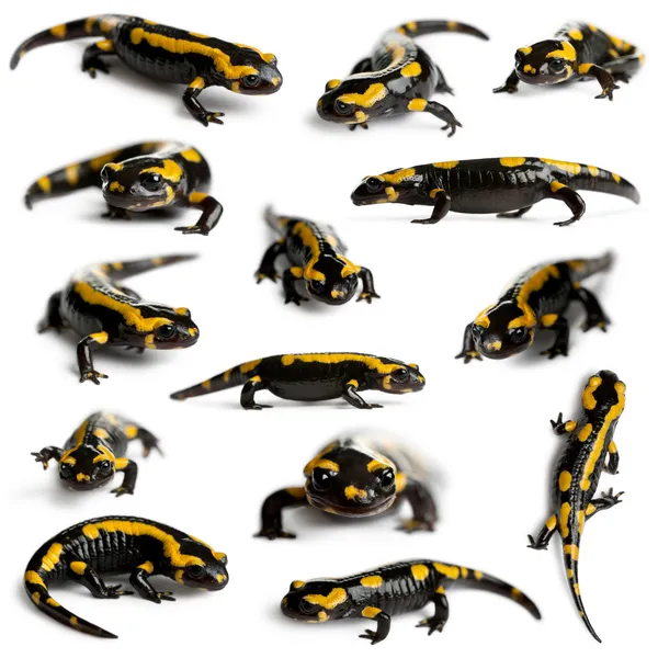 Coleção de salamandras Fire, Salamandra salamandra, em frente ao fundo branco — Fotografia de Stock