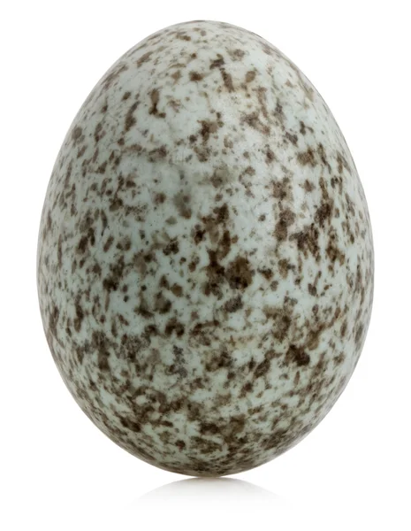 Huevo de gorrión de casa, Passer domesticus, frente al fondo blanco — Foto de Stock