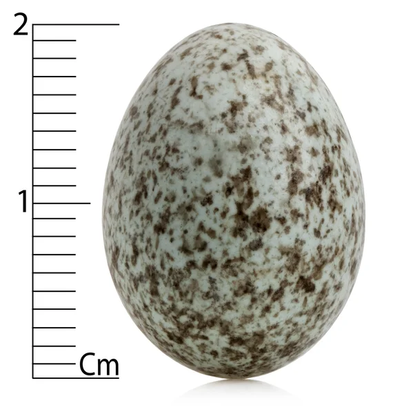 麻雀蛋，学名与厘米，在白色背景前 — 图库照片