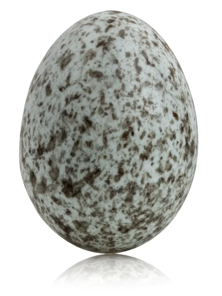 Huismus ei, passer domesticus, voor witte achtergrond — Stockfoto