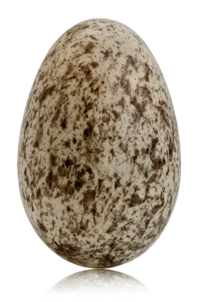 Gråsparven ägg, passer domesticus, framför vit bakgrund — Stockfoto