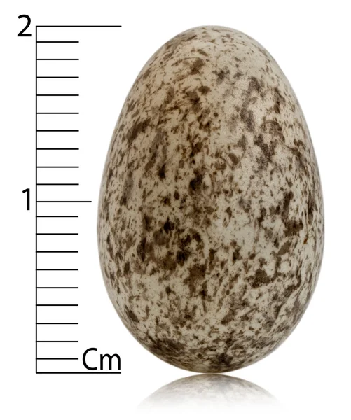 麻雀蛋，学名与厘米，在白色背景前 — 图库照片