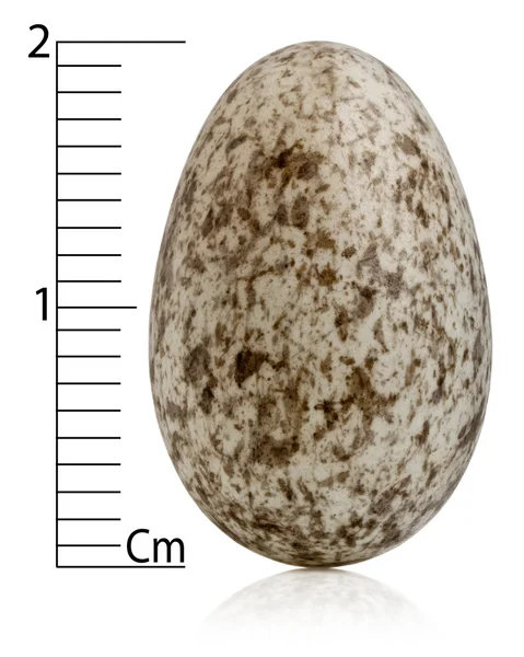 Házi veréb tojás, Passer domesticus, centiméter, fehér háttér előtt — Stock Fotó
