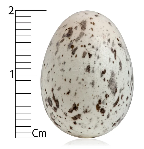 House Sparrow egg, Passer domesticus with centimeters, in front of white background — Stock Photo, Image