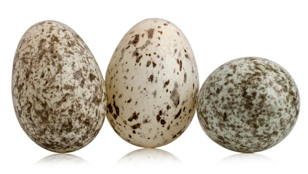 Three House Sparrow eggs, Passer domesticus, in front of white background — Stock Photo, Image