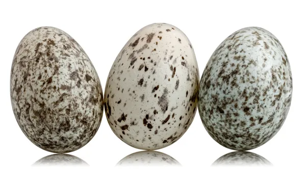 Tre gråsparven ägg, passer domesticus, framför vit bakgrund — Stockfoto