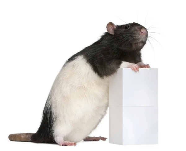 Rat fantaisie, 1 an, debout contre la boîte en face de fond blanc — Photo