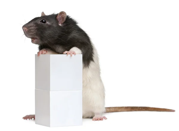 Fancy Rat, 1 year old, standing against box in front of white background — Stock Photo, Image