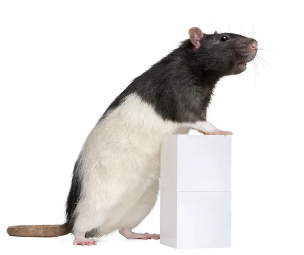 Háziasított patkány, 1 éves, állandó ellen doboz fehér háttér előtt — Stock Fotó