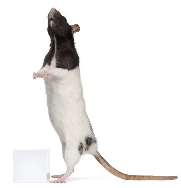 Rat fantaisie, 1 an, debout devant fond blanc — Photo