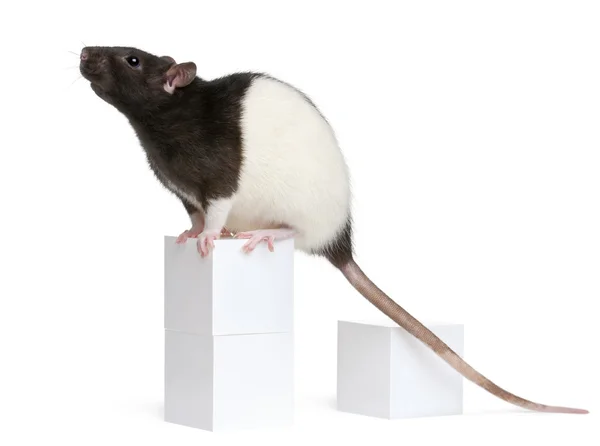 Fantasie-Ratte, 1 Jahr alt, sitzt auf Kiste vor weißem Hintergrund — Stockfoto